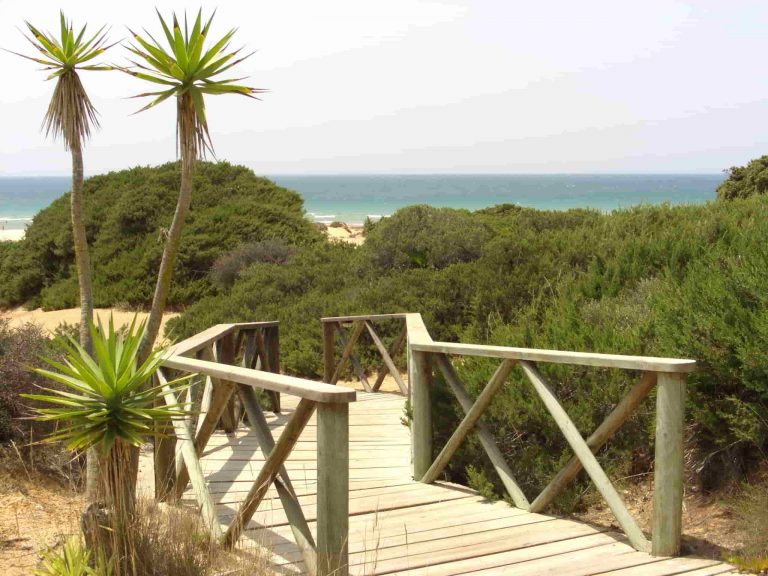 vegetación cerca de la playa