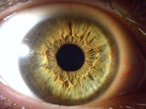 muestra tercera de un iris